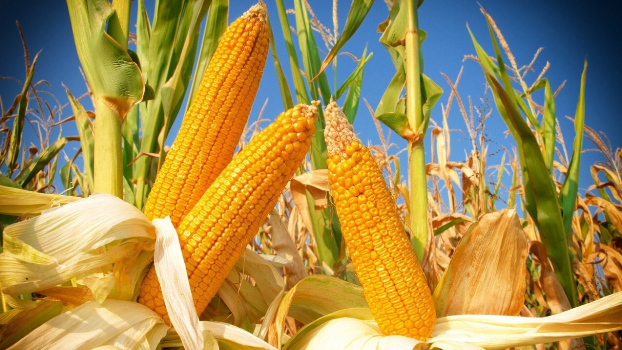 Рожь и пшеница раскраска