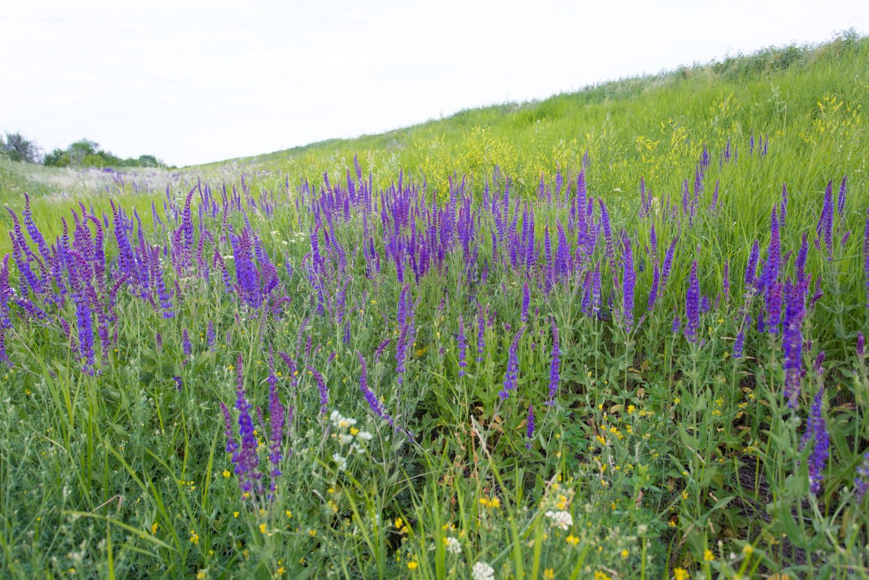 Травы в степи Волгоградской области