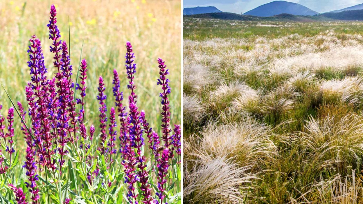 Шалфей Степной в Казахстане