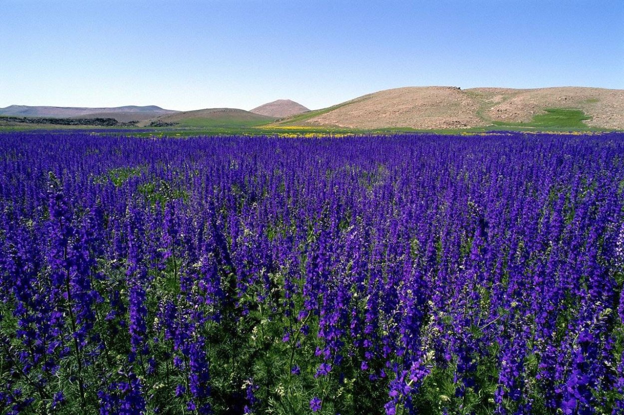 Гареджский шалфей