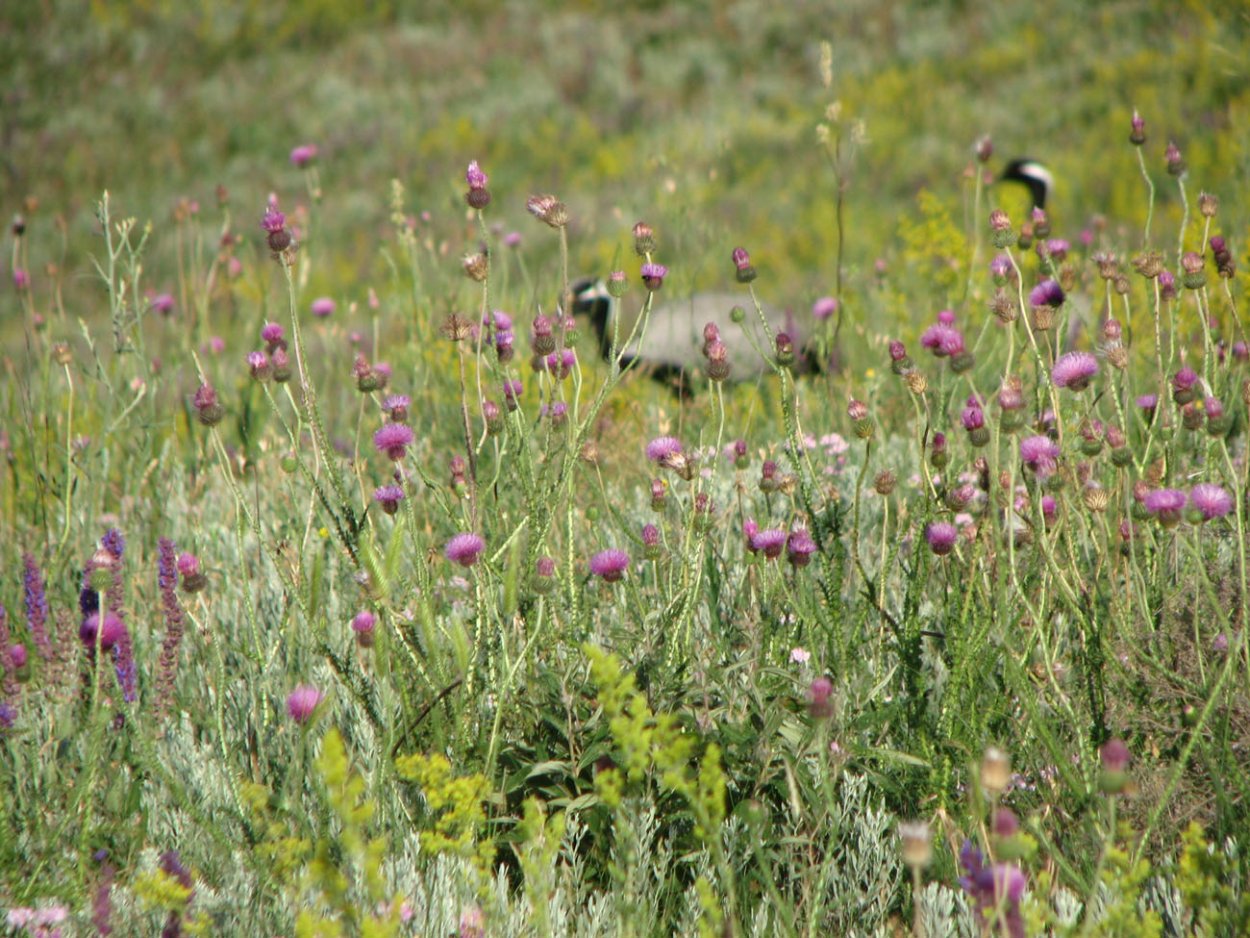 Степные медоносные травы Крыма