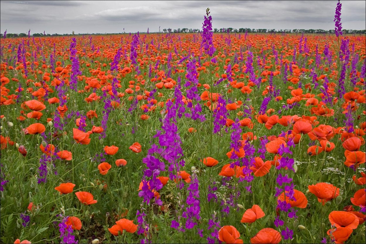 Живокость и маки поля в Крыму