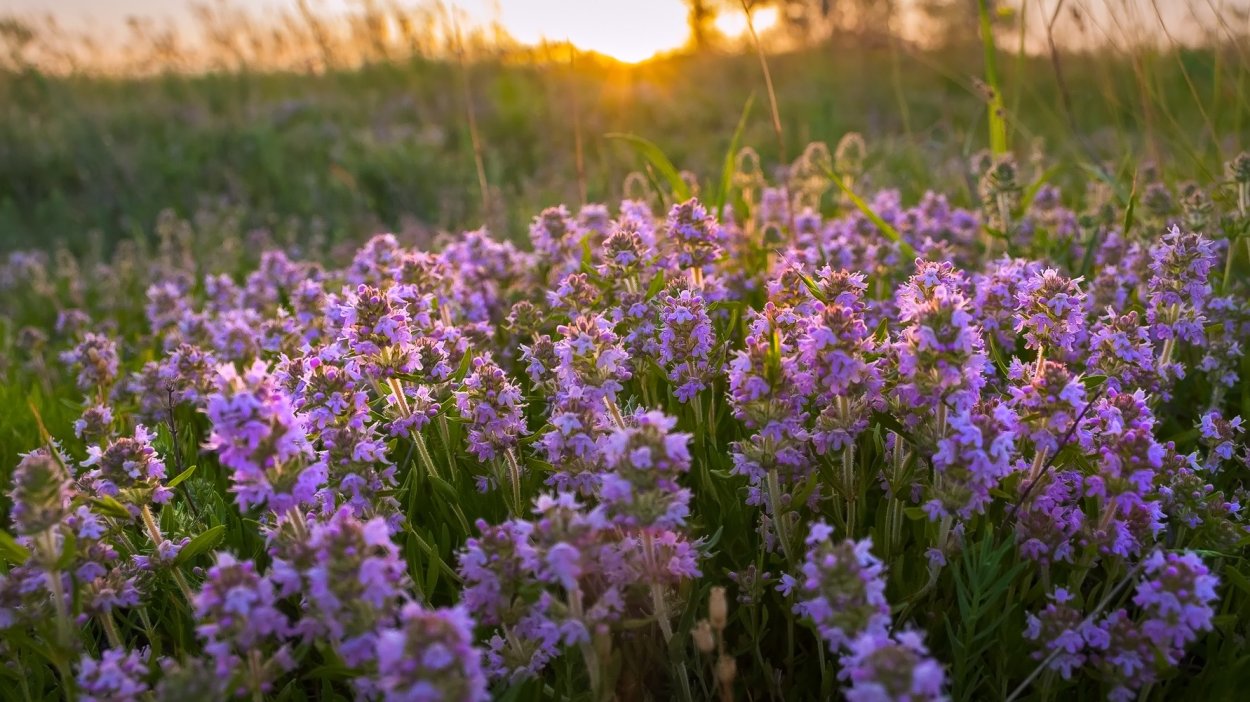 Чабрец Степной