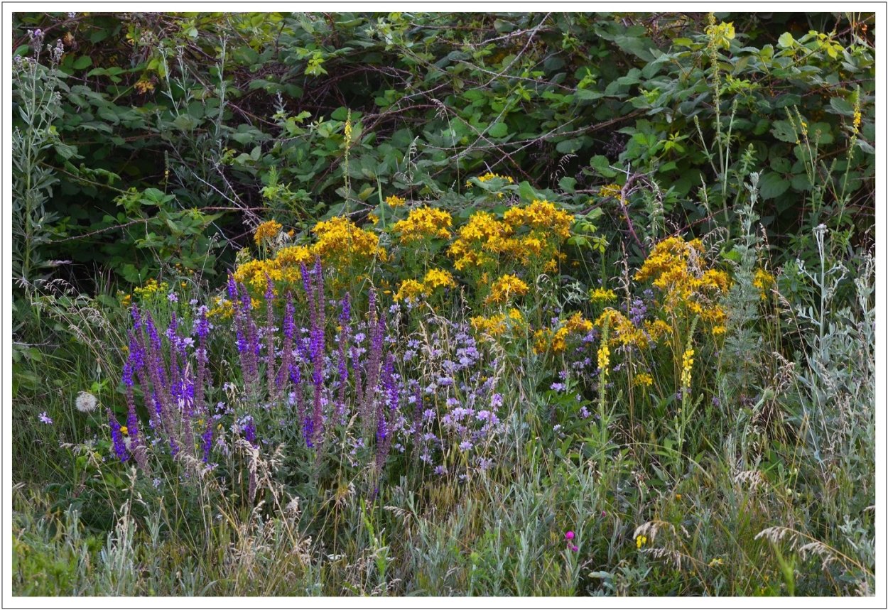 Разнотравье шалфей