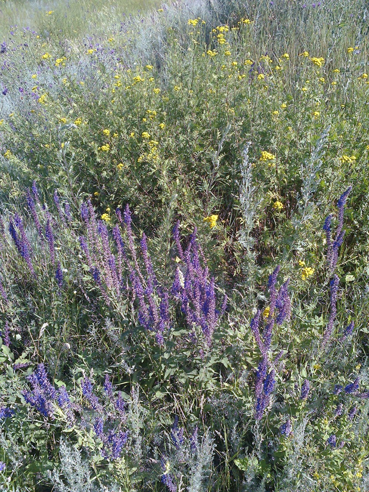 Полынь медонос