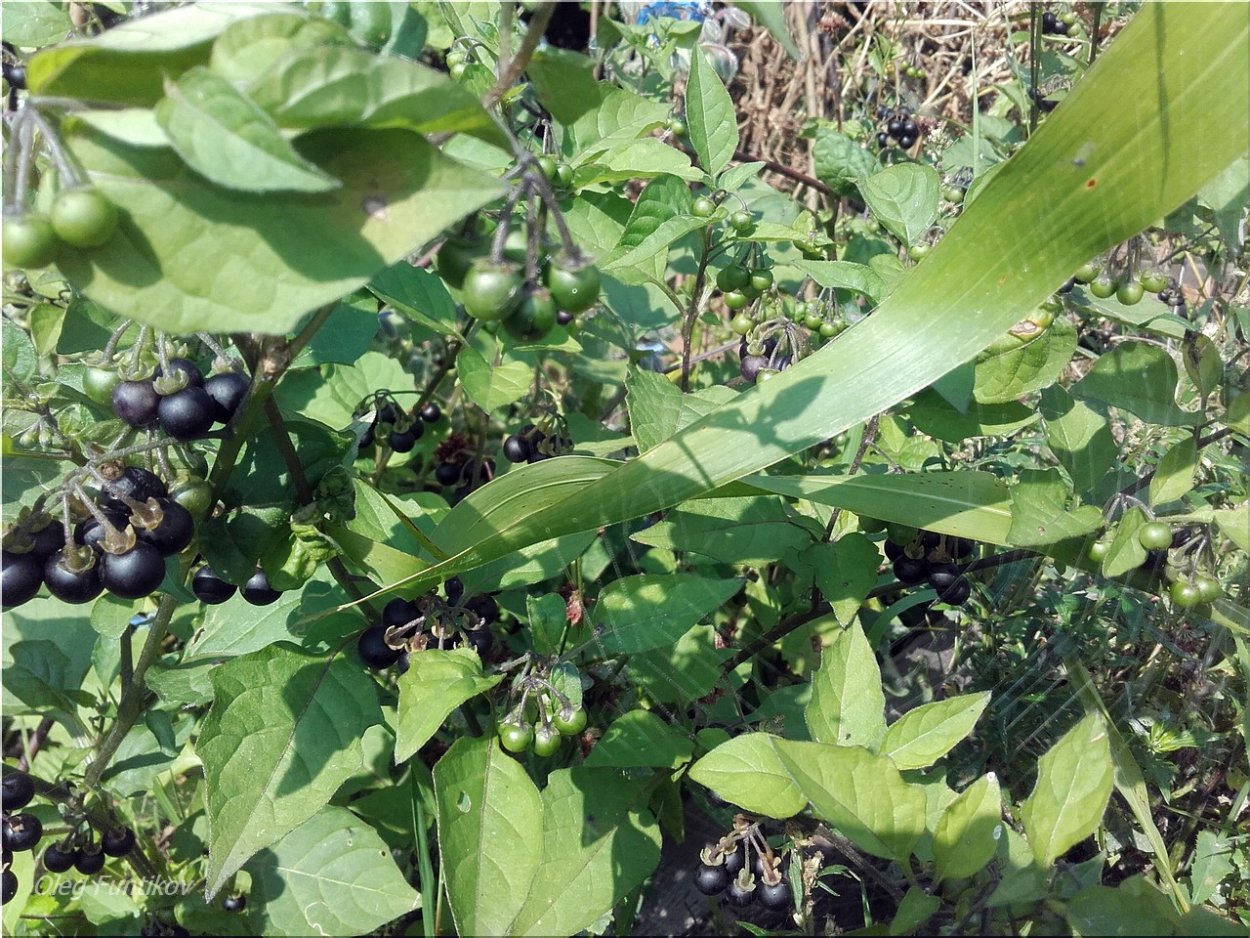 Паслён чёрный куст