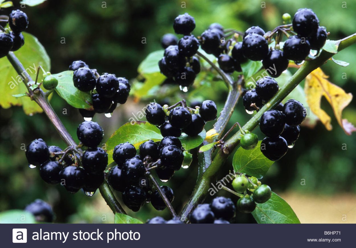 Санберри это многолетка?