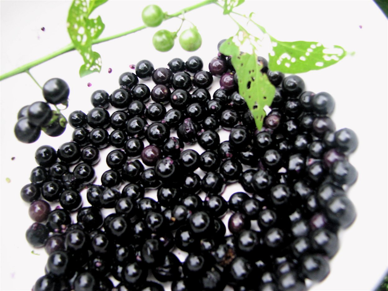 Санберри ягода полезные