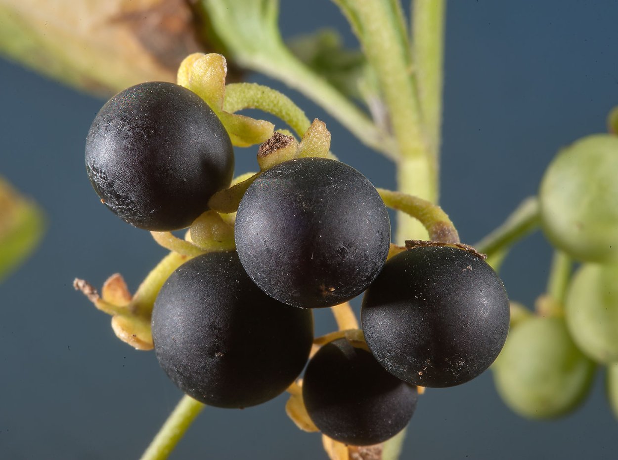 Nightshade паслен