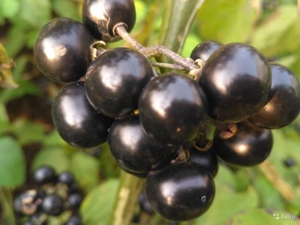 Канадская черника санберри