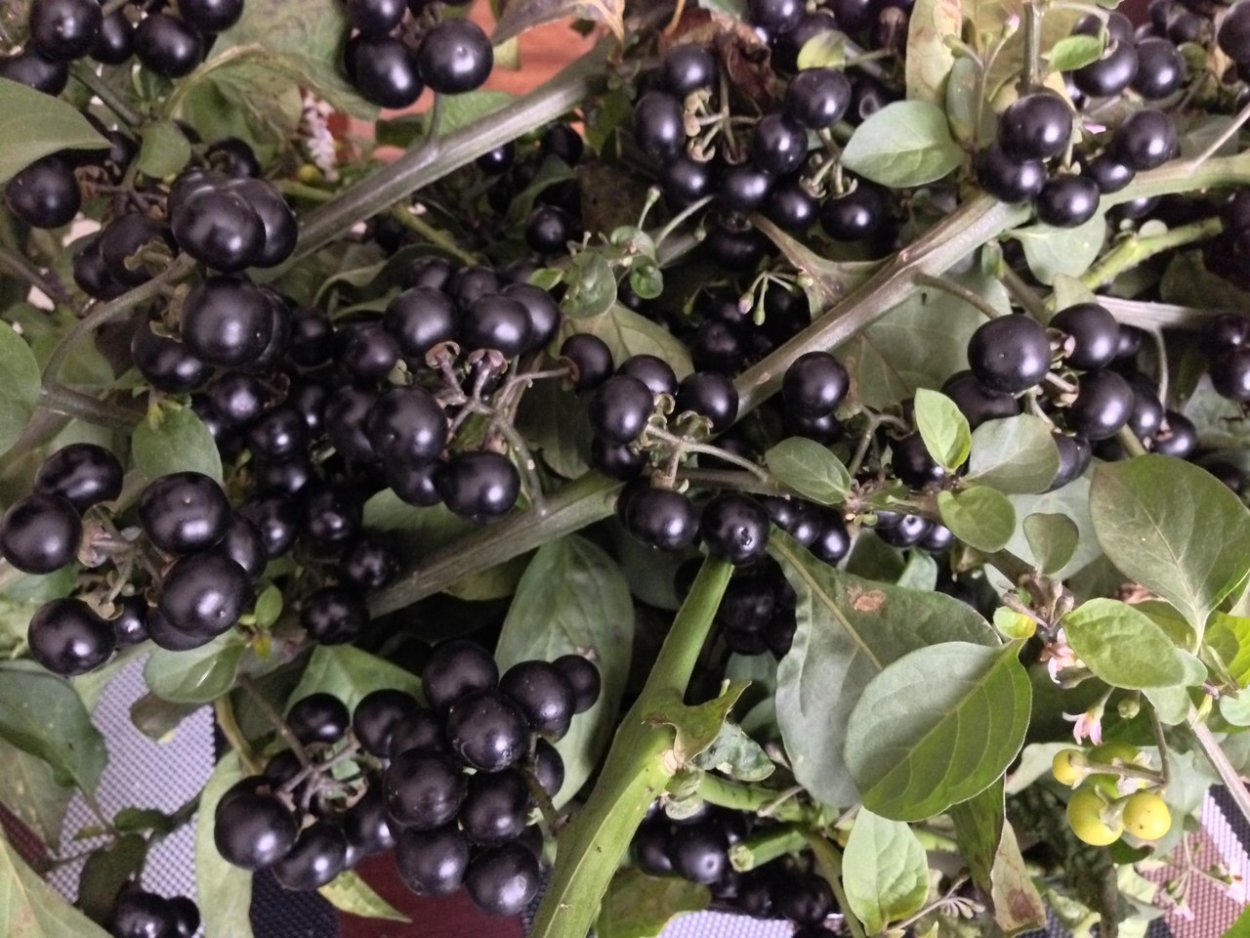 Санберри куст