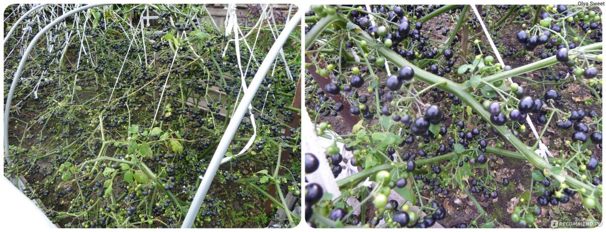 Садовый паслен санберри варенье