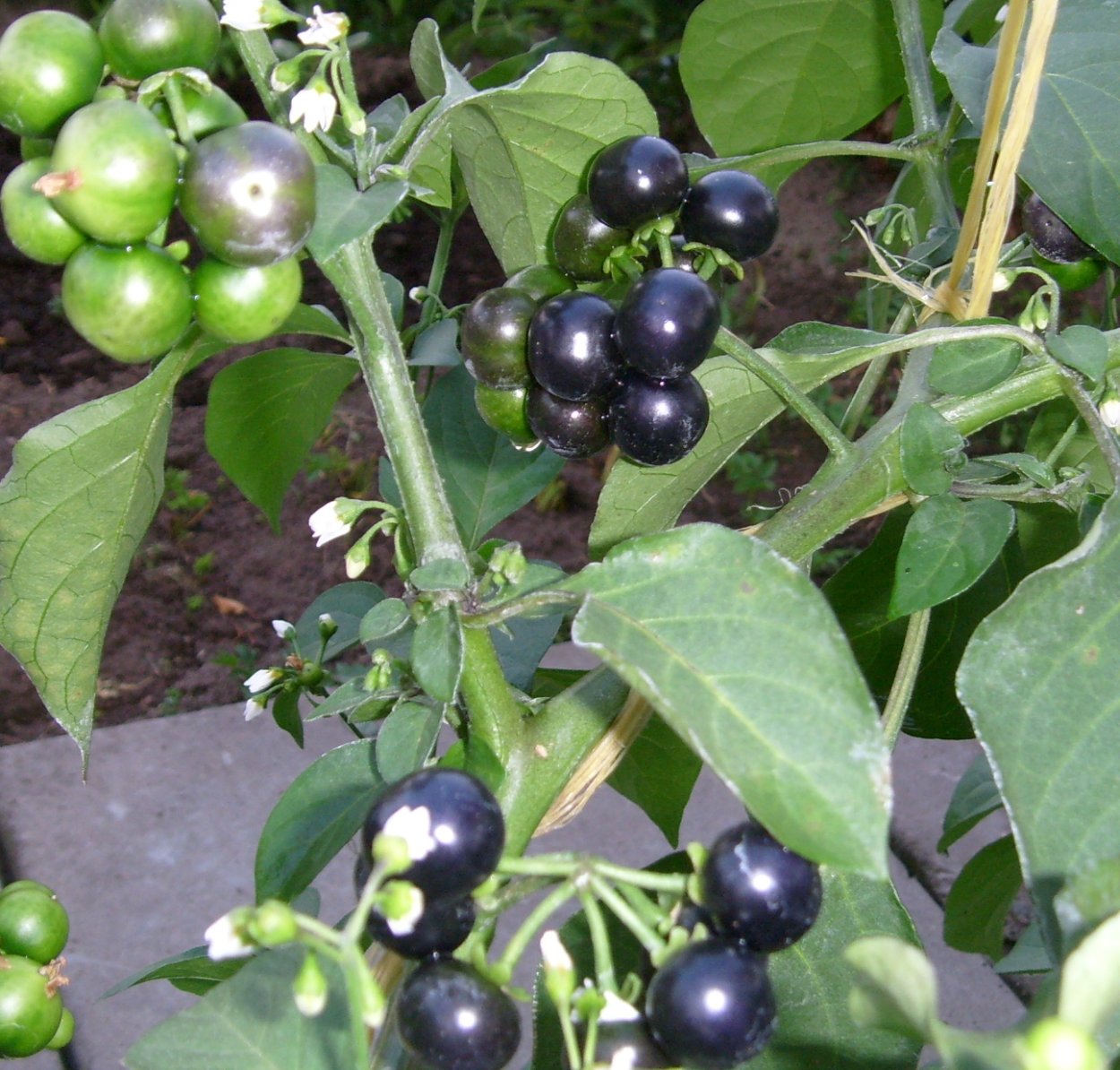 Паслен санберри