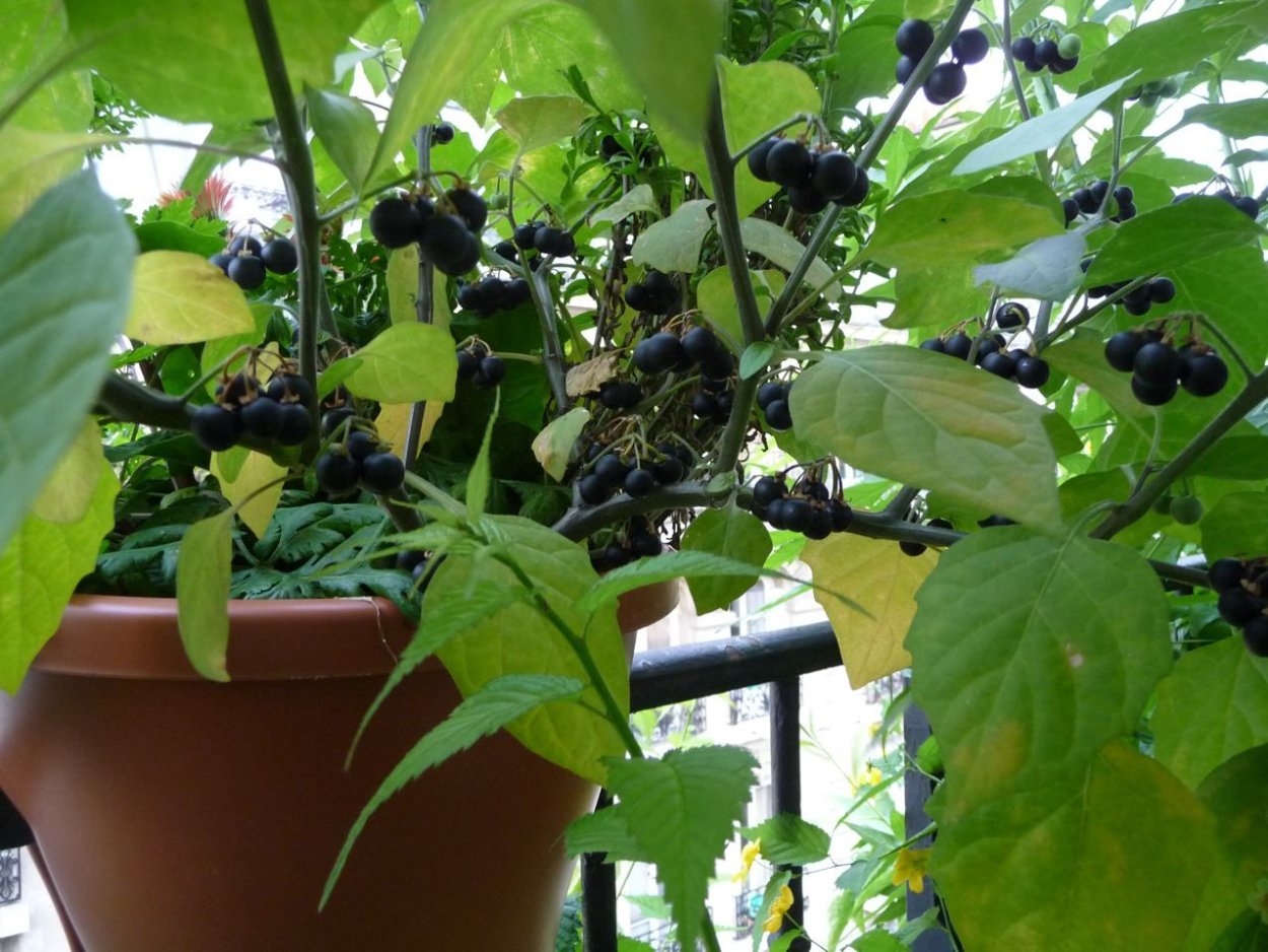 Санберри на балконе