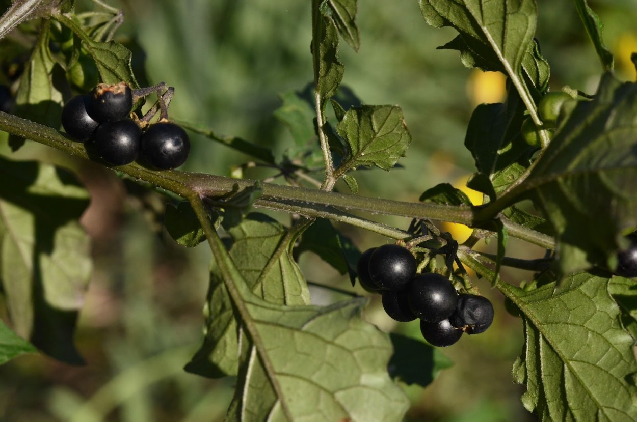 Ягода паслен черный