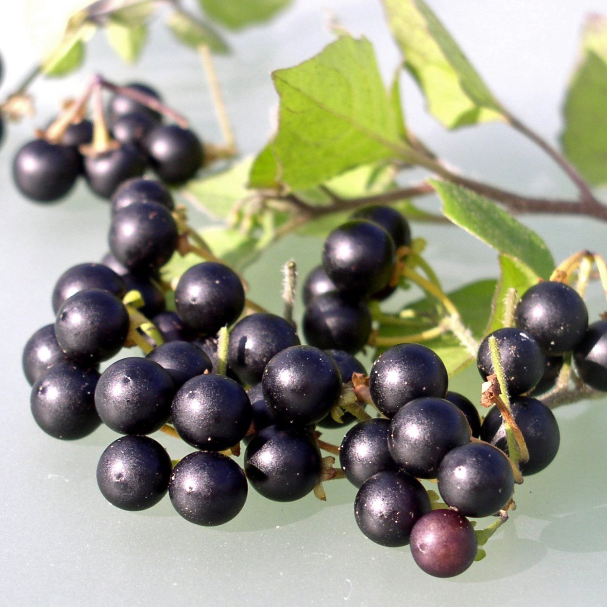 Солнечная ягода санберри