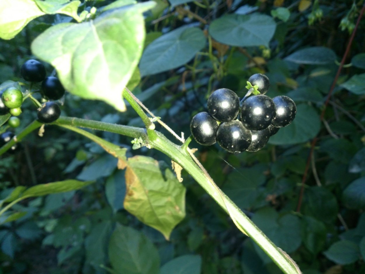 Паслен садовый крупноплодный санберри