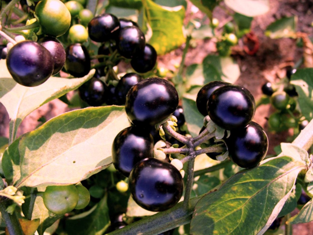 Паслен санберри