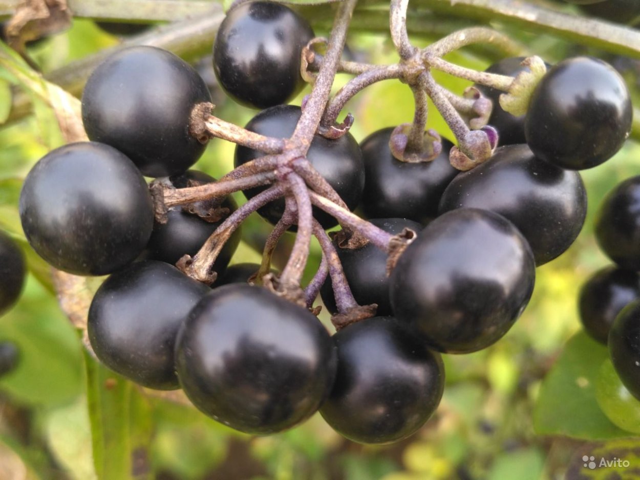 Паслен санберри