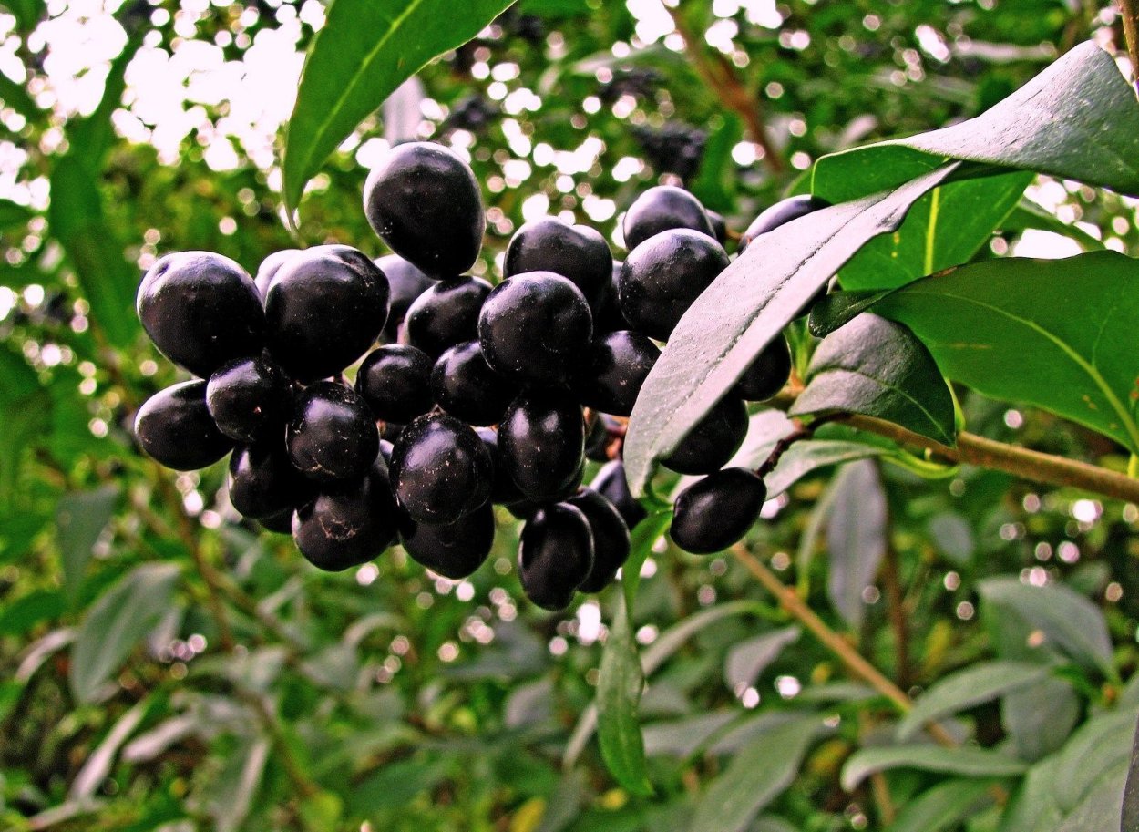 Санберри семена