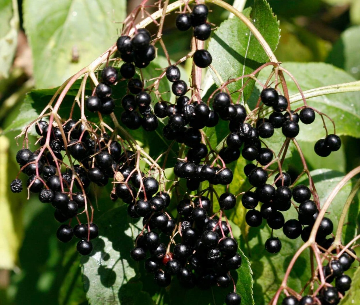 Бузина крыжовник