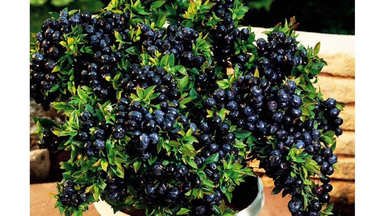 Паслен голубика Садовая