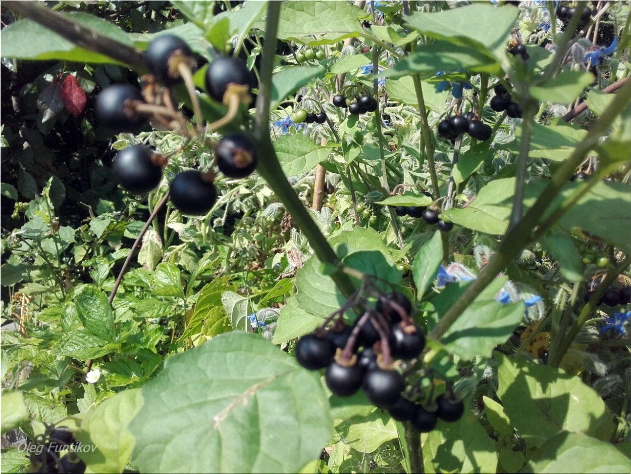 Санберри ягода