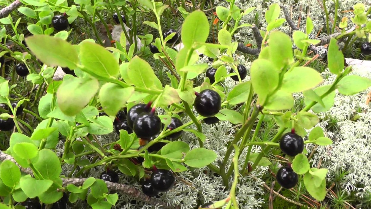 Паслён Лесной