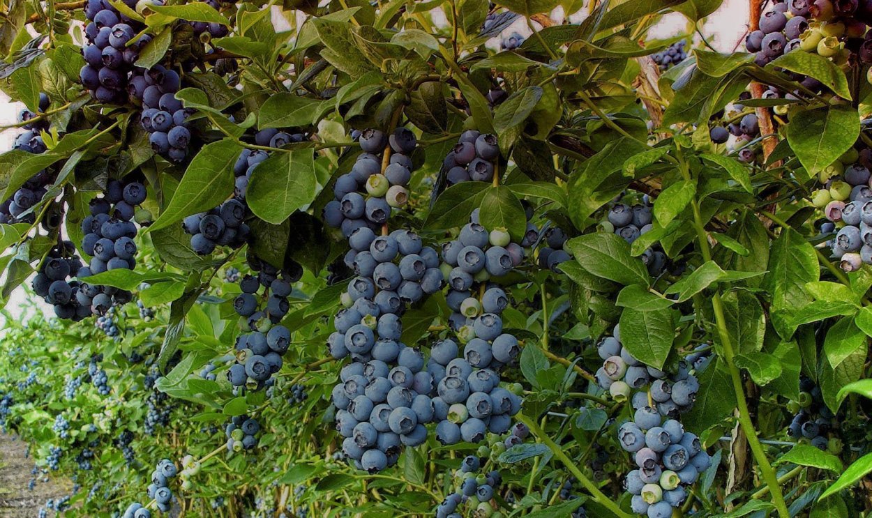 Саженцы голубики Блюкроп