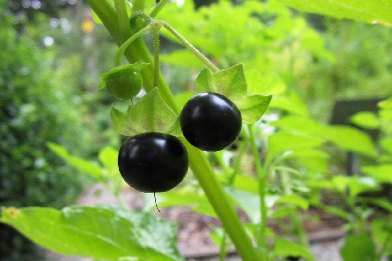 Паслён чёрный Сараха