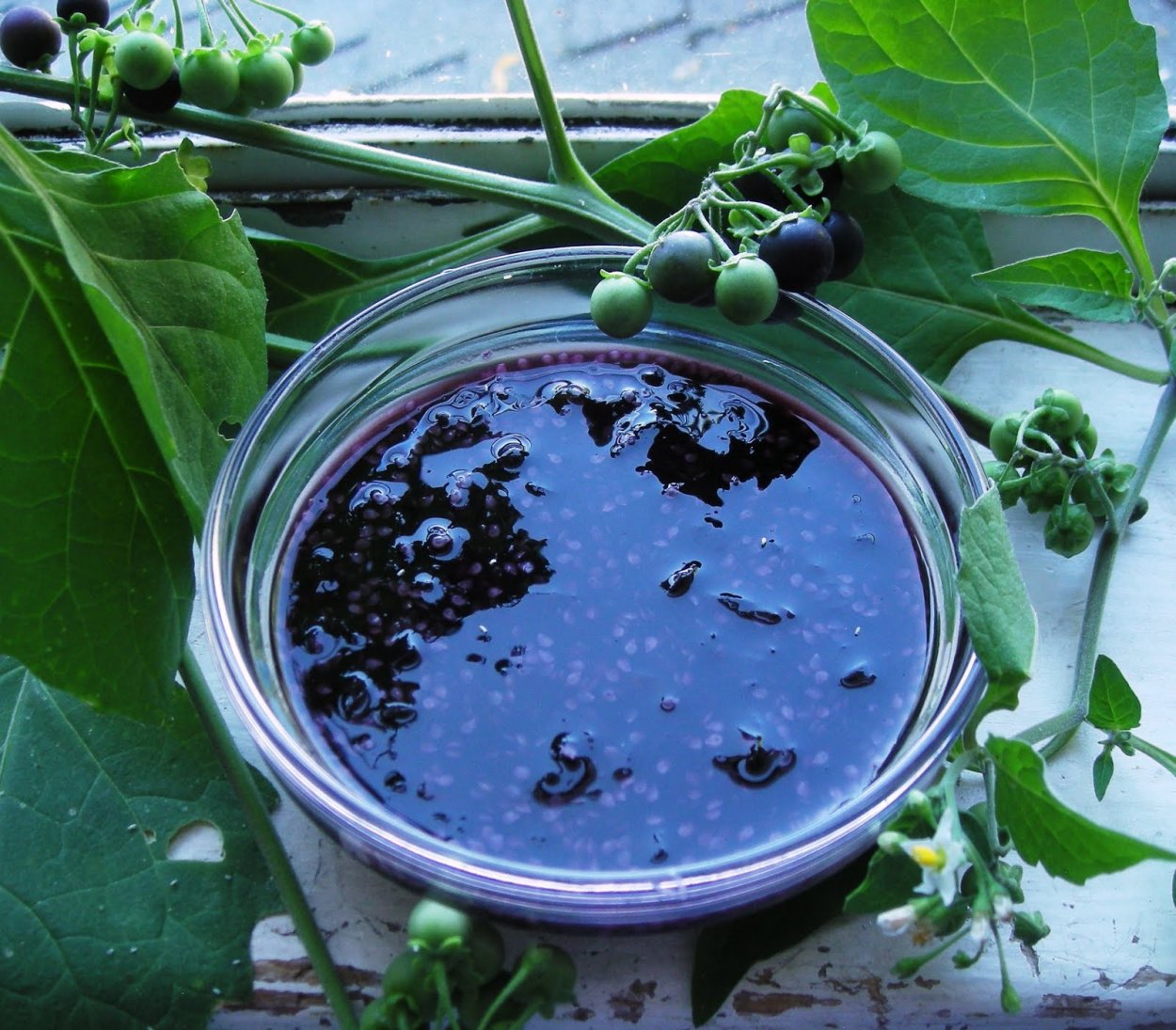 Паслен санберри