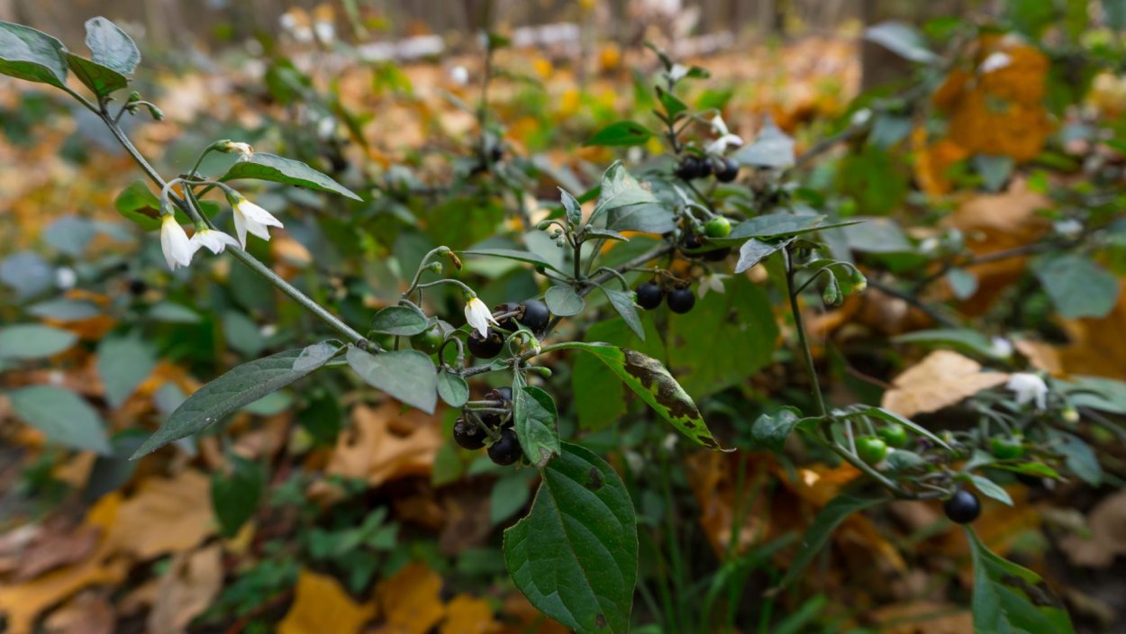 Паслён Лесной