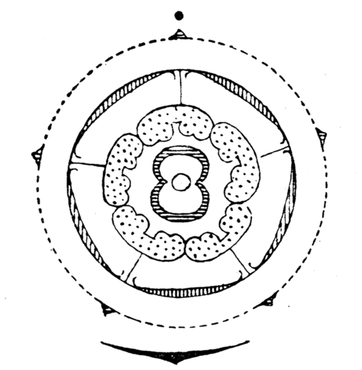 Семейство Сложноцветные диаграмма цветка
