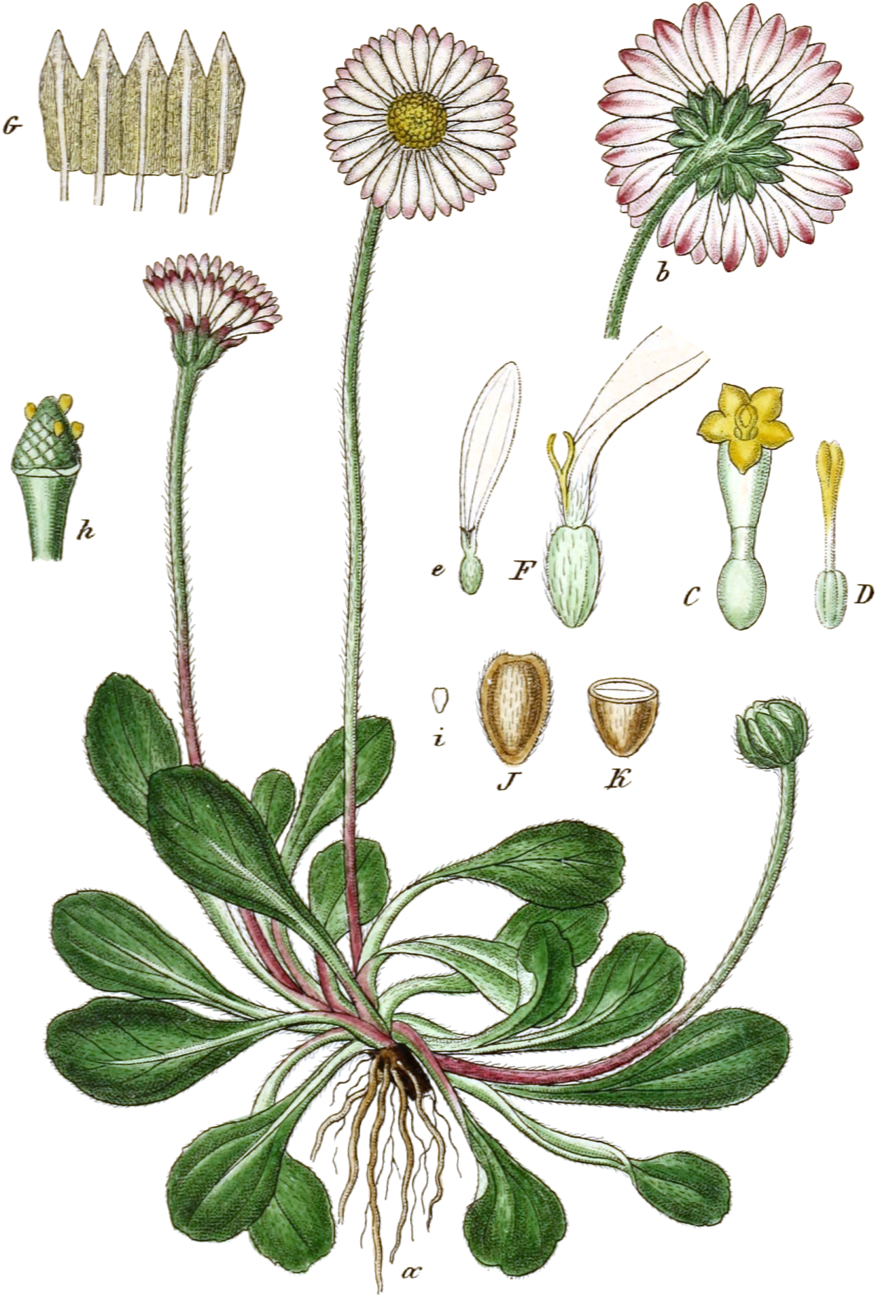 Маргаритка Bellis perennis Дикая