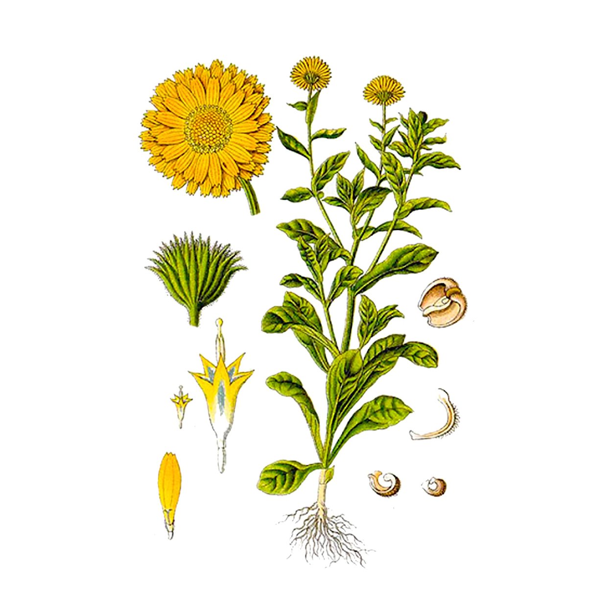 Календула лекарственная гербарий