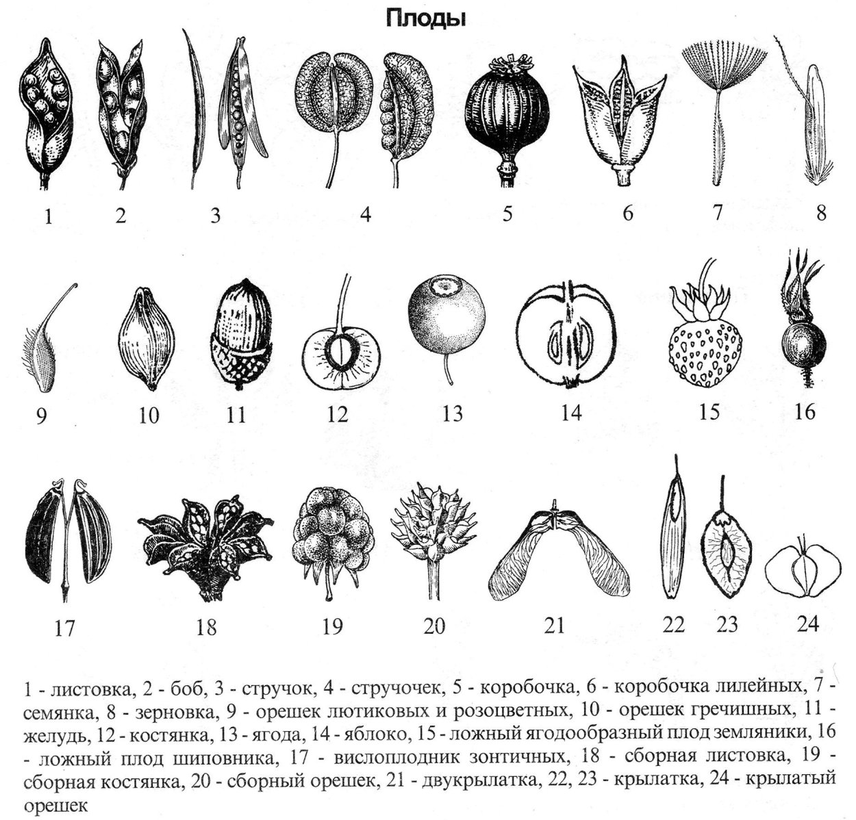 Плод вислоплодник строение