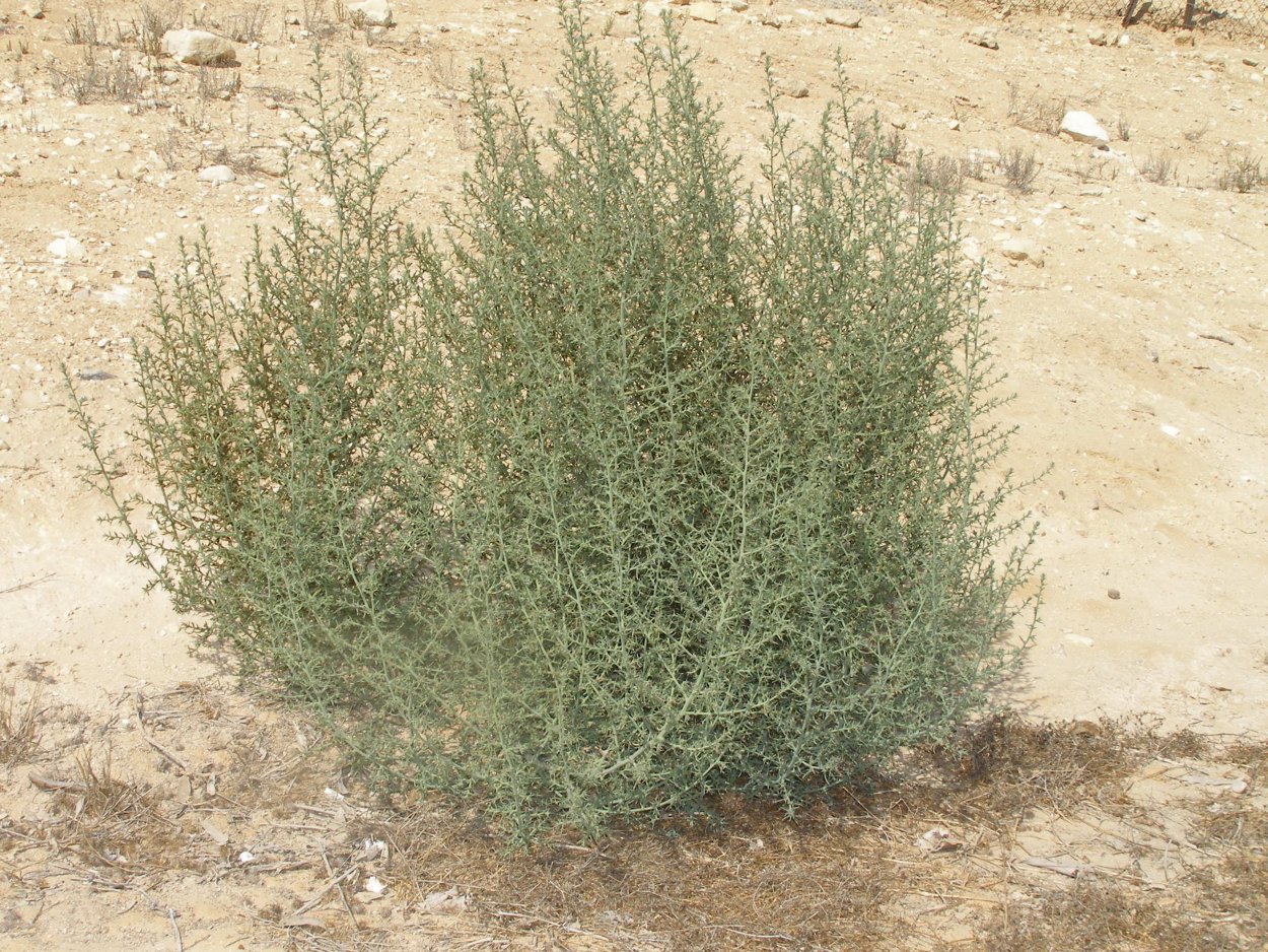 Кохия простертая (Kochia prostrata)