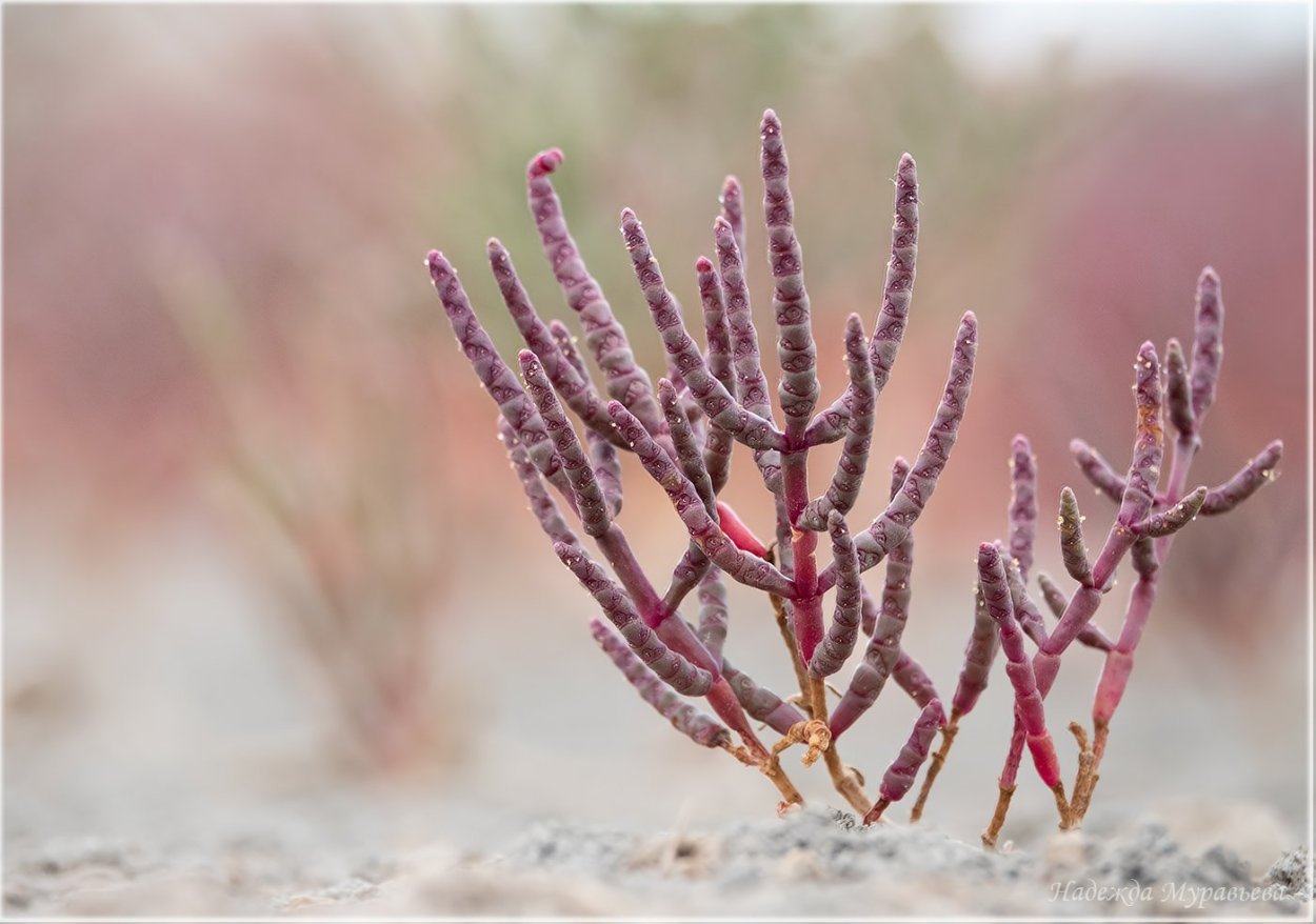 Солерос Европейский