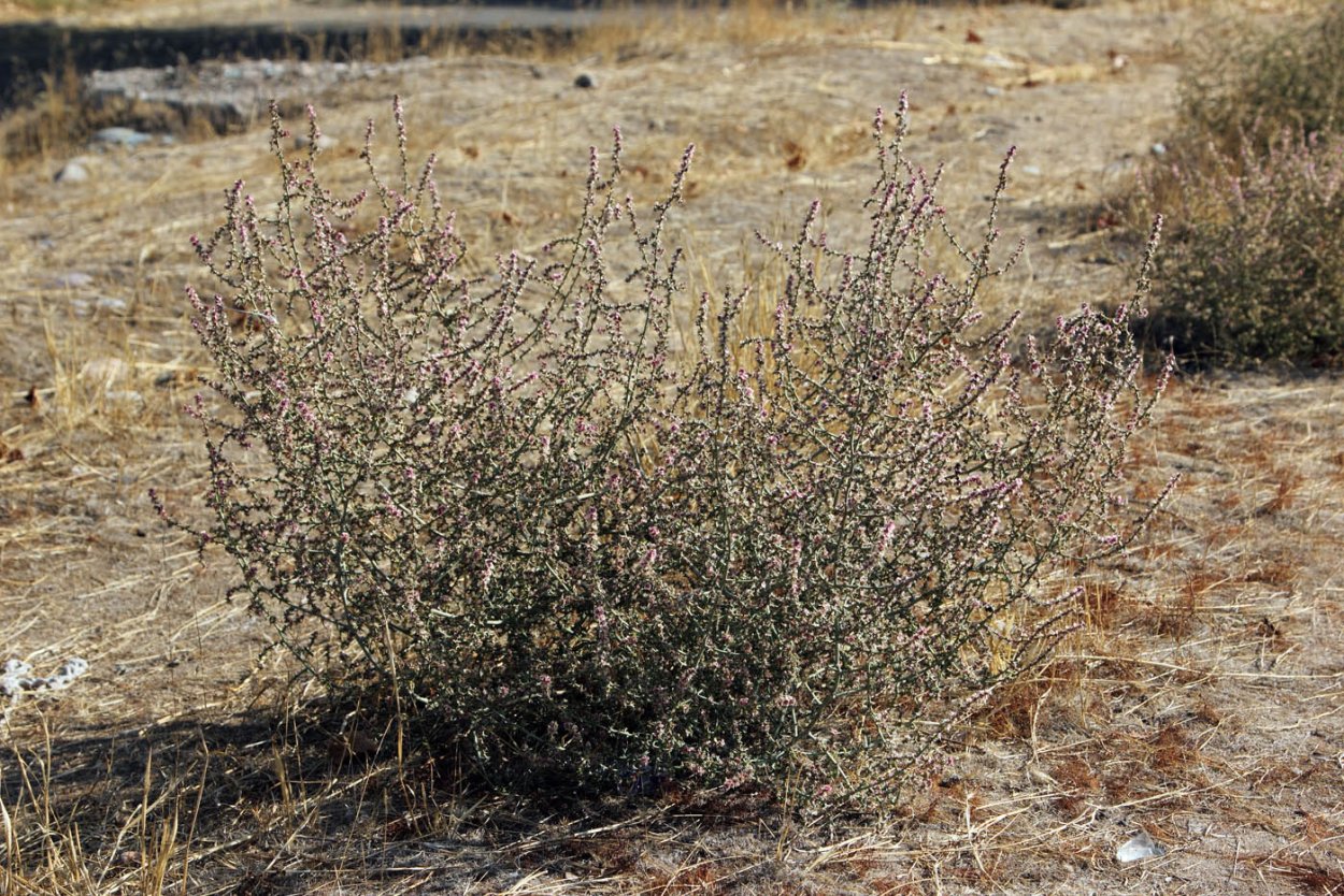 Курай солянка русская Salsola Australis