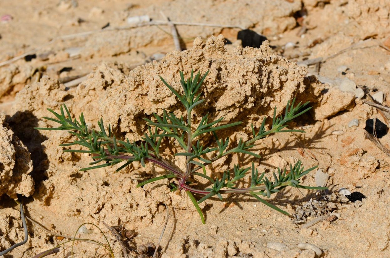 Salsola paulsenii