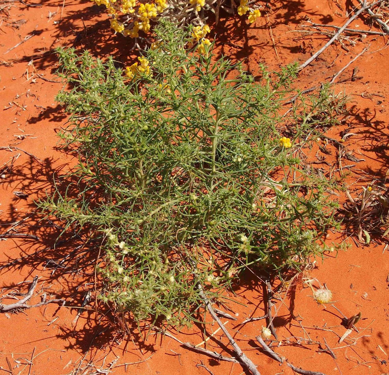 Salsola Australis
