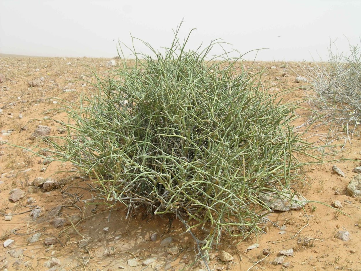 Эфедра растение пустыни