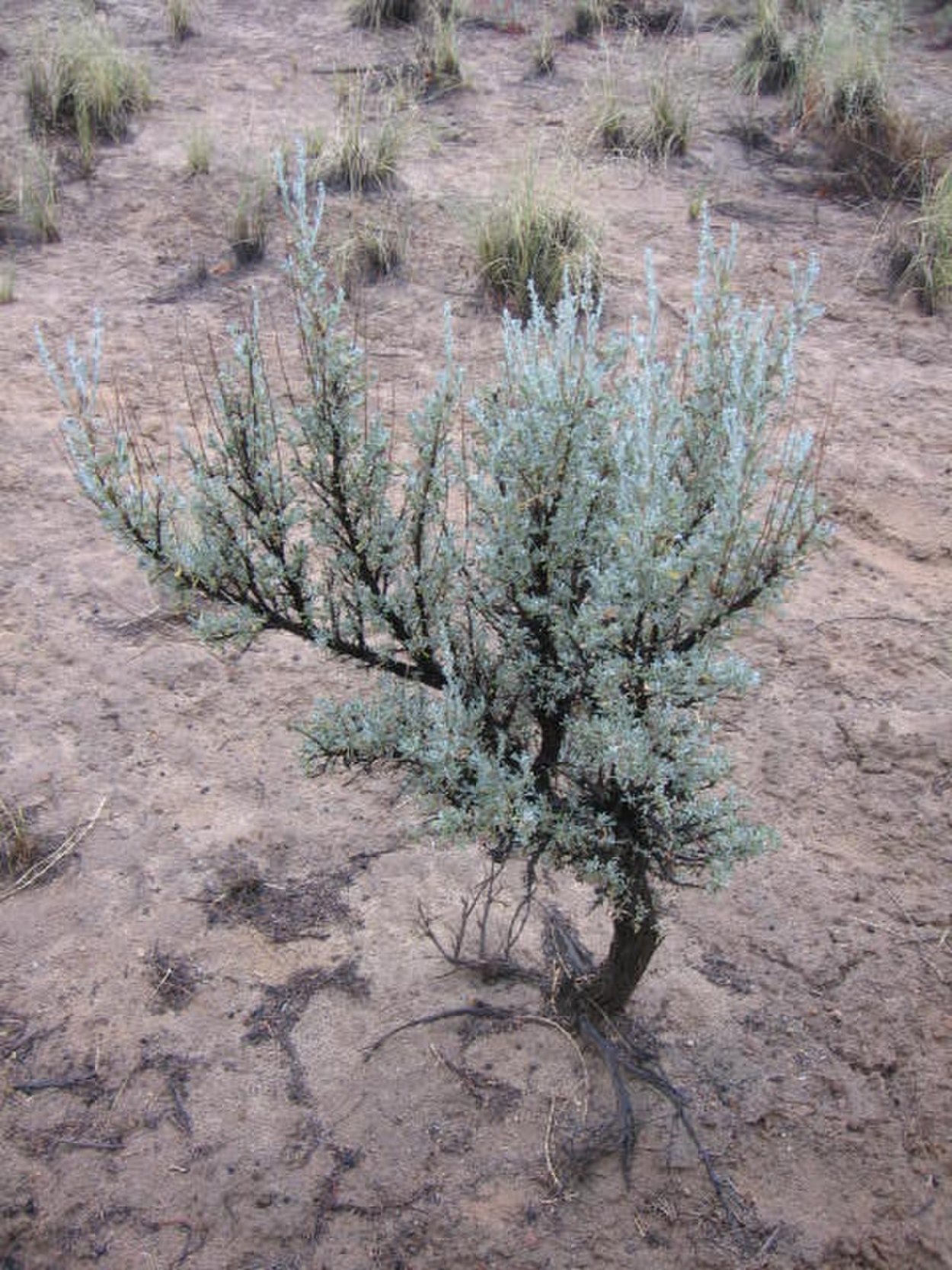 Artemisia californica Полынь
