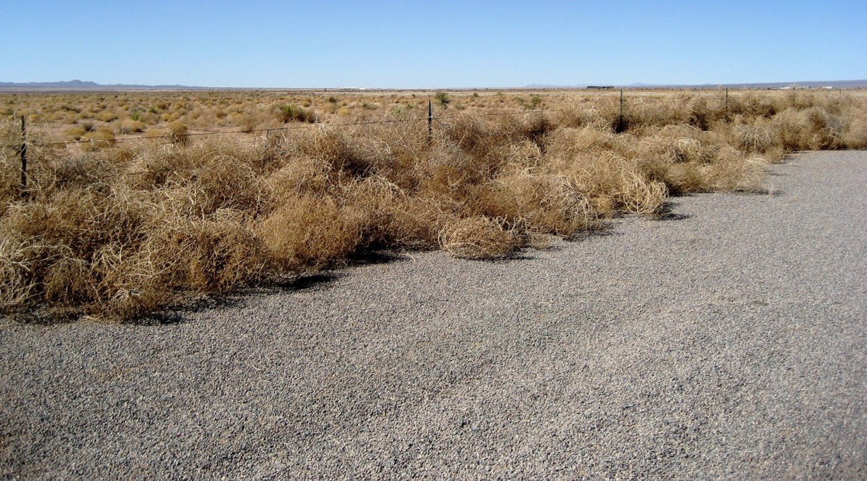 Растения пустынь перекати поле