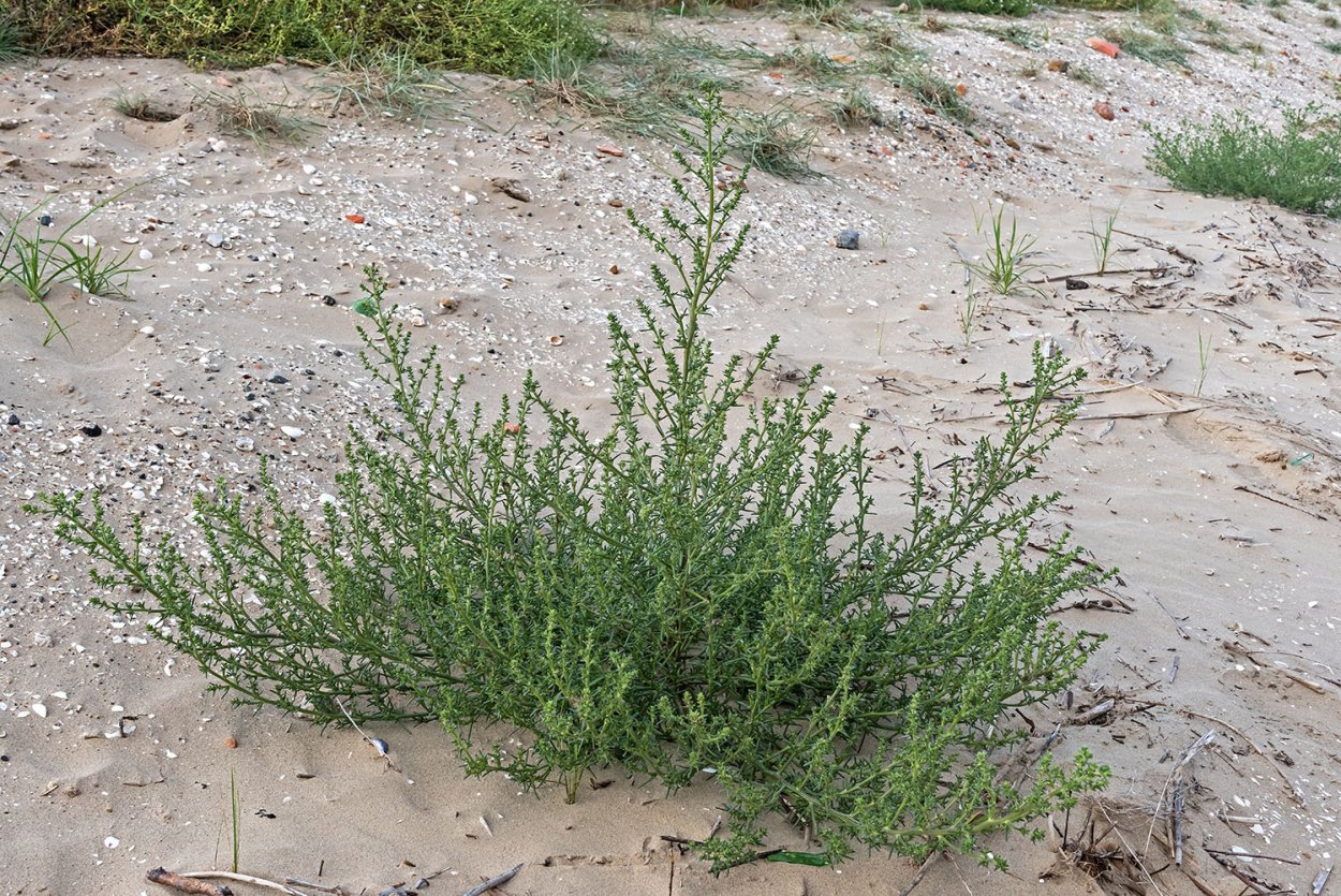 Salsola chiwensis