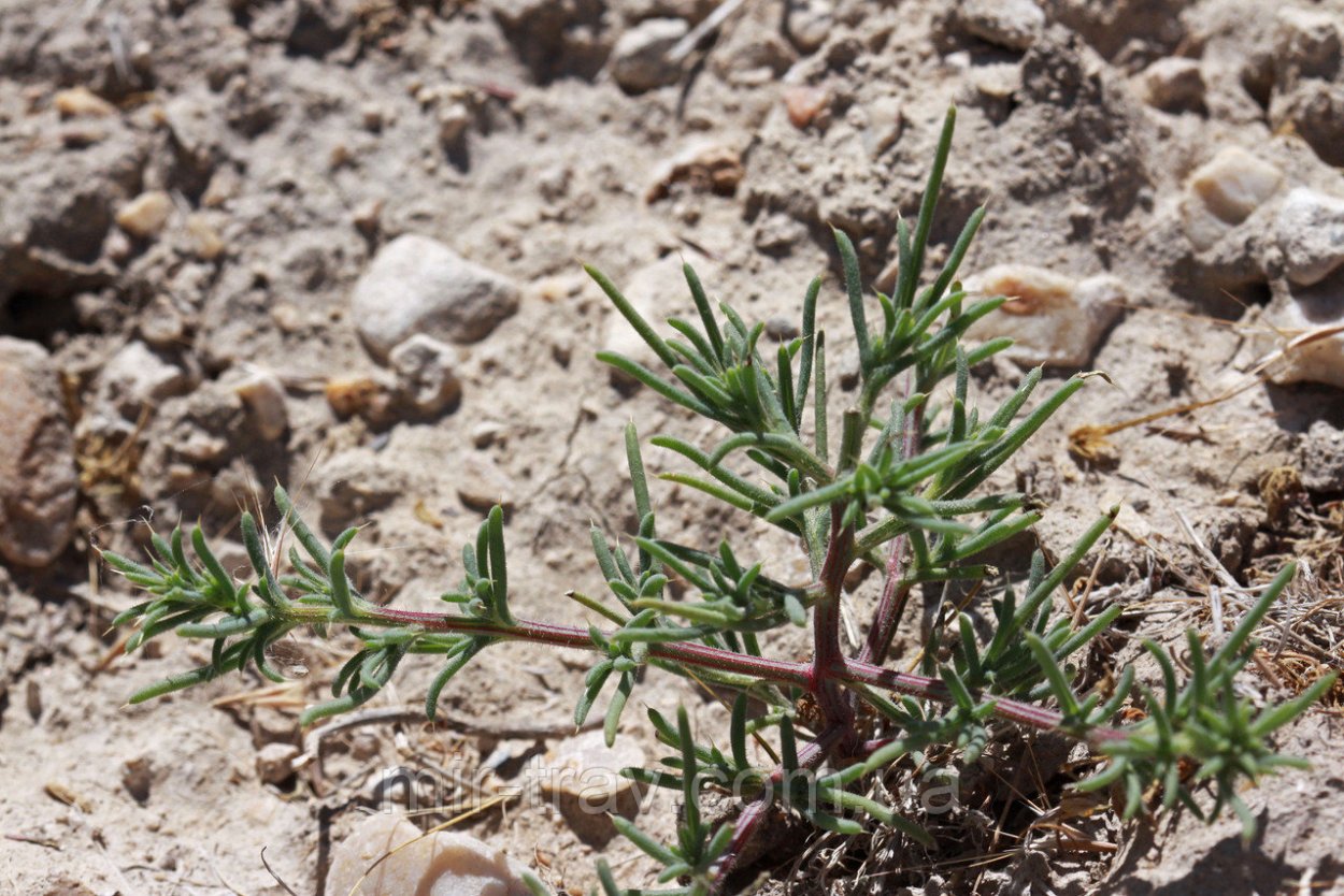 Солянка холмовая