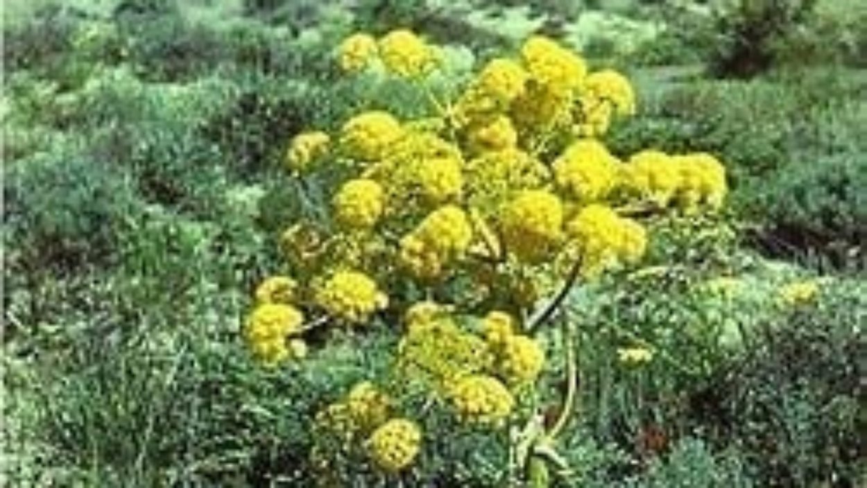 Асафетида корень