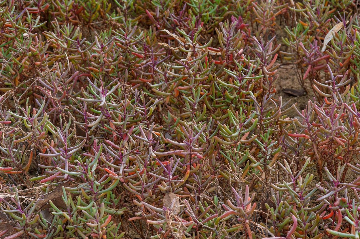 Salsola Soda растение