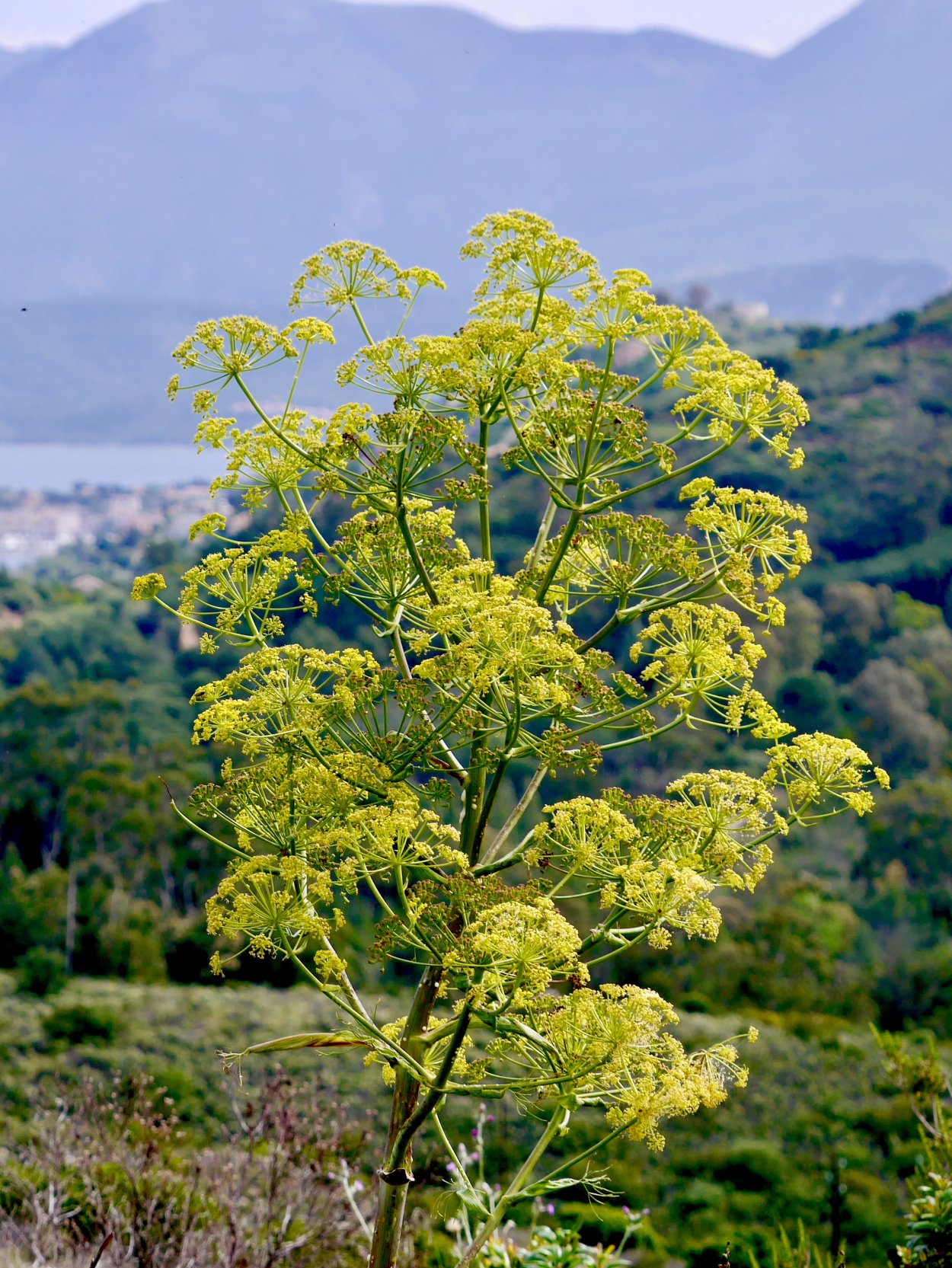 Ферула растение