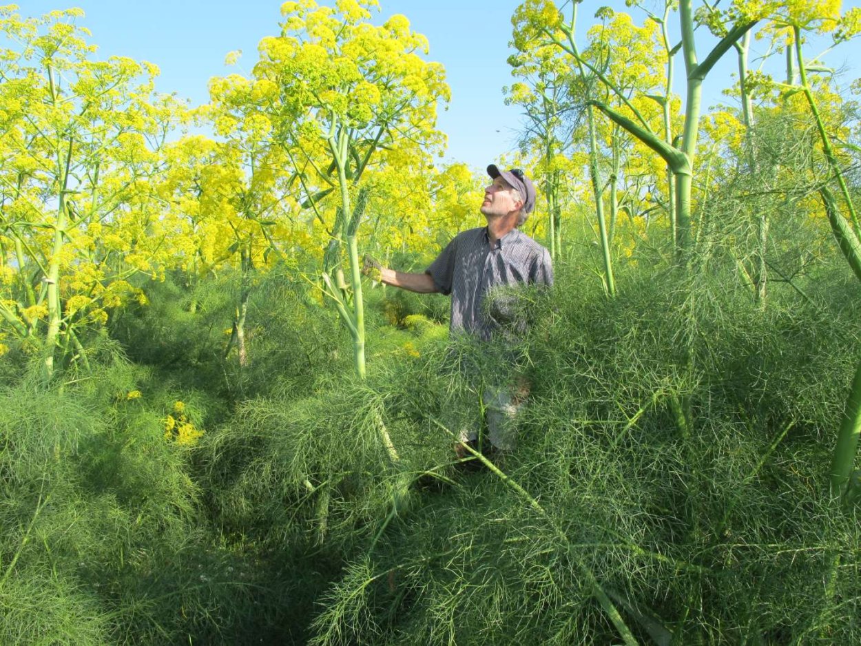 Омик Алтайский Адамов корень